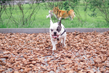 Cute French Bulldog playing joyfully on a playground in park. Sunny summer day