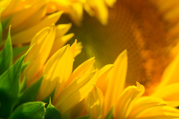 Bright yellow sunflower lighted solar svetom. Mock up template. Copy space for your text