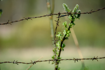 barbed wire fence on green background