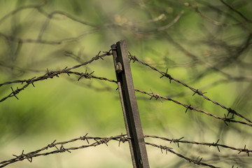 barbed wire fence on green background