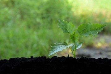 plant growing in soil.