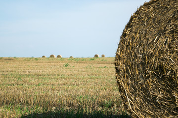 Straw bales in the fields after harvest