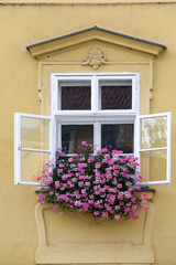 Prague. Window in the old house, decorated with flowering plants..
