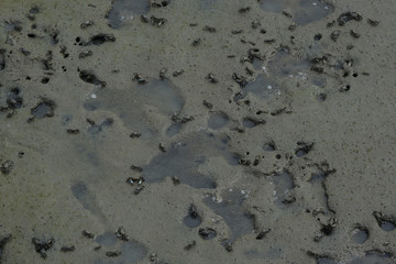Crabs
