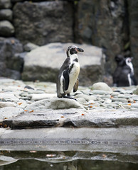 Fototapeta premium Humboldt Penguin stands on a stone