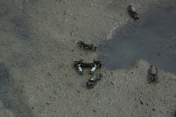 Crabs