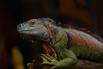 Fototapeta premium Iguana on a tree branch - portraitIguana on a tree branch - portrait