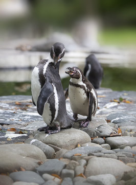two Humboldt penguins