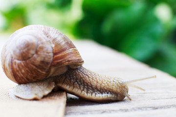 the snail crawls on a wooden background in the garden
