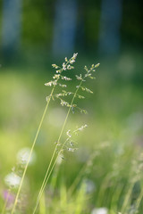 Beautiful green lawn freshly mowed