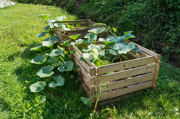 Pumpkins growing out of the compost pile. Natural, organic farming, food waste recycling.