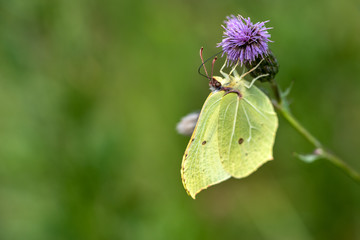 Close up of a Brimstone butterfly