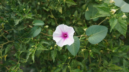 White flower with leaf background