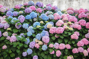 Fototapeta Hydrangea is pink, blue, lilac, violet, purple flowers and bushes are blooming in spring and summer in town garden. obraz