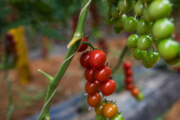 Red cherry tomato. Growing cherry tomatoes in the pots and put on a steel rack in the Green House