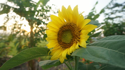 Sunflower with leaf background