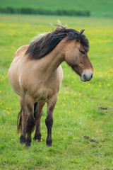 Obraz premium Wolken, Wind und Islandpferde