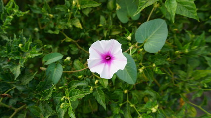 White flower with leaf background