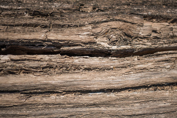 Naklejka premium Texture of old wood use as natural background