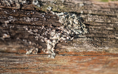 Texture of old wood use as natural background