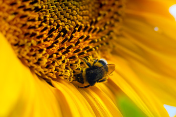 Bright yellow sunflower with bumblebee is illuminated by sunlight. Mock up template. Copy space for your text