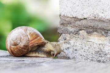 the snail is climbing the wall in the garden