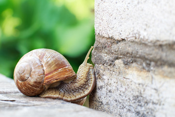 the snail is climbing the wall in the garden