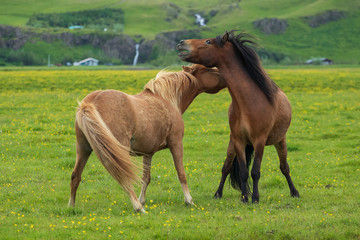 Fototapeta premium Kämpfende Islandhengste
