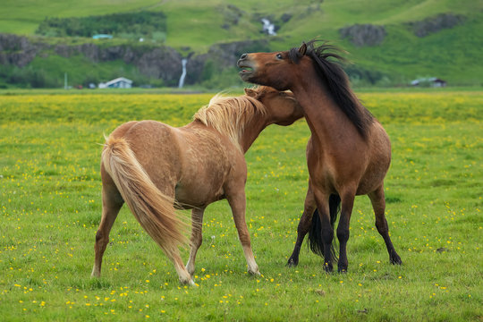 K&auml;mpfende Islandhengste