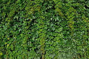 background green wall covered with loach - Powered by Adobe