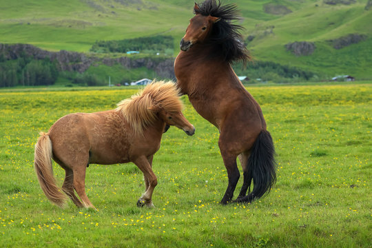 K&auml;mpfende Islandhengste