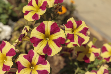 Unusual violaceus and yellow striped petunia flowers, in an outdoors setting.
