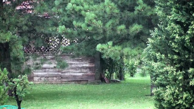 View of a garden with wooden shed in a heavy rainstorm with thunder and rain sounds on a early morning summer day