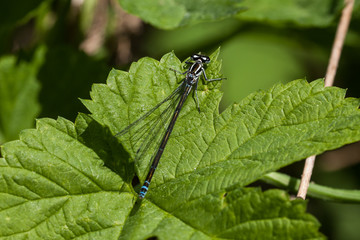 Hufeisen-Azurjungfer, Weibchen
