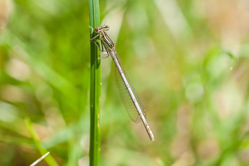 Blaue Federlibelle, Weibchen