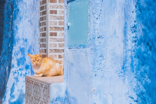 Beautiful stray cat sleeps on the streets of Morocco