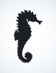 Sea Horse. Vector drawing