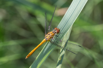 Blutrote Heidelibelle