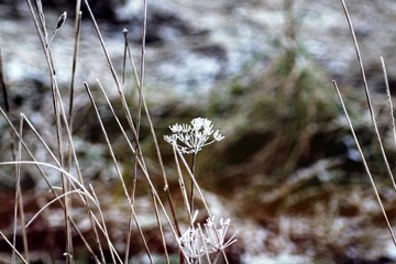 Flower In The Snow