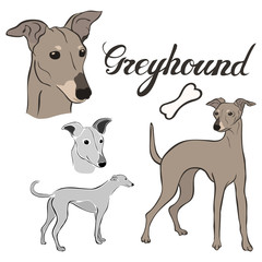 Greyhound dog breed vector illustration set isolated. Doggy image in minimal style, flat icon. Simple emblem design for pet shop, zoo ads, label design animal food package element. Realistic dog sign