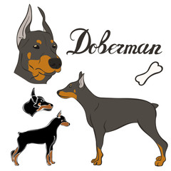 Doberman dog breed vector illustration set isolated. Doggy image in minimal style, flat icon. Simple emblem for pet shop, zoo ads, label design animal food package element. Realistic dog sign
