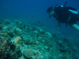 Naklejka na ściany i meble Scuba Diver Exploring the Great Barrier Reef-Diving the Great Barrier Reef