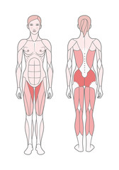 Figure of the woman, the scheme of the basic trained muscles. Front and rear view.  Isolated on white background