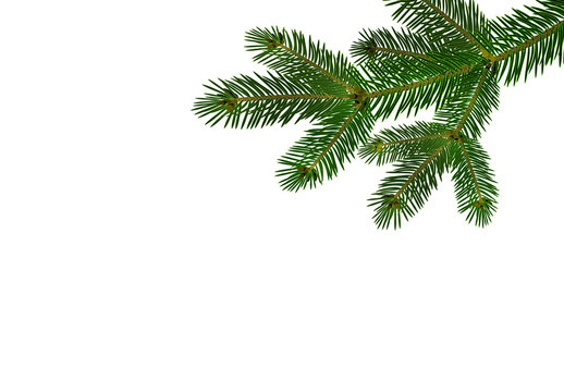 Green realistic branch of fir or pine close-up. branched out. Isolated on white background. illustration