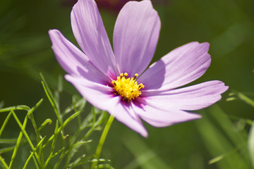 pink cosmos flower