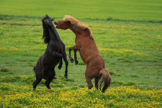 K&auml;mpfende Islandhengste