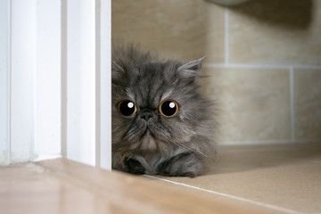 Cute persian cat hidding and looking at the camera with big eye