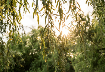 Willow branches at sunset illuminated by the sun.