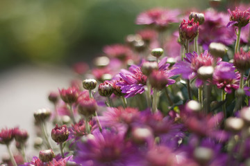 Obraz premium autumn aster pink