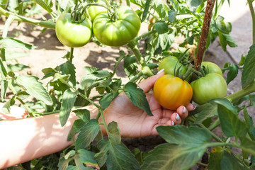 Farmer's Hand Checks Orange Tomato on Ripe